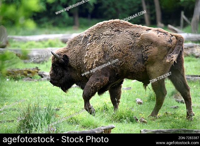 European Bison Wisent (Bison bonasus)