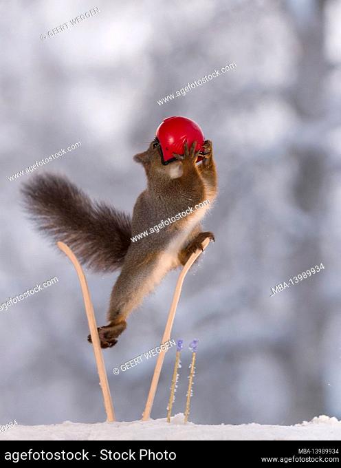 red squirrel is standing on skis with helmet