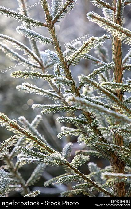 Brightly lit branches of conifer with ice and frost at Christmas