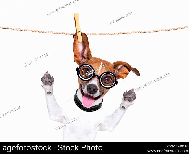 crazy silly dog with funny glasses hanging on a clothes line