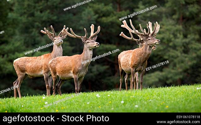 Group of red deer, cervus elaphus, standing on grassland in springtime. Herd of stag with velvet antlers looking on field