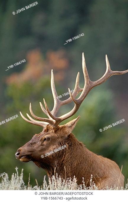 ROCKY MOUNTAIN ELK Cervus canadensis nelsonii bull in peak shape for fall rut, Yellowstone National Park, Wyoming, USA