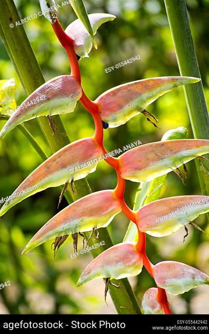 Heliconia, Lobster-claw, False Bird-of-paradise, Tropical Rainforest, Costa Rica, Central America, America