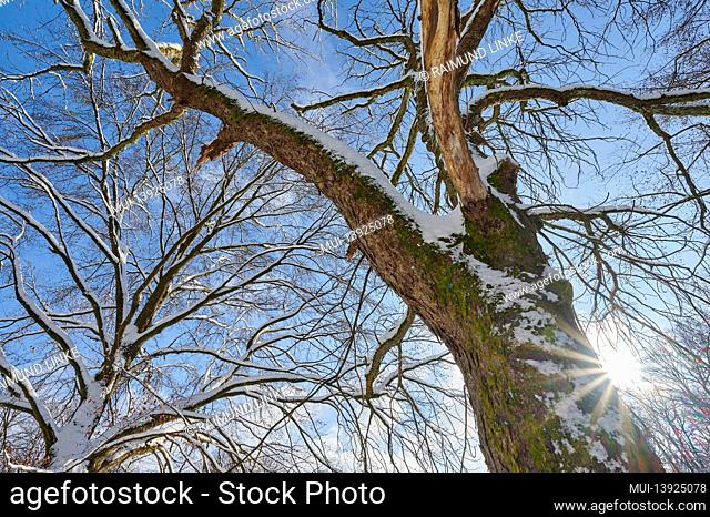 Treetop, deciduous tree, winter, Spessart, Bavaria, Germany