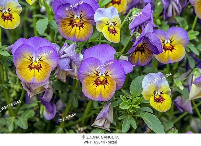 bicolor pansy