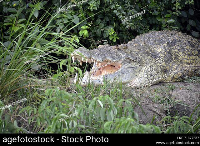 Uganda; Northern Region on the border with the Western Region; Murchison Falls National Park; Victoria Nile; Nile crocodile on the shore; open mouth for...