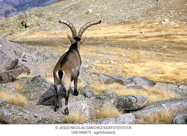 Male Spanish Ibex in Morezón peak 2 393 m next to the Circo de Gredos  Mountains of the Sierra de Gredos National Park  Navacepeda de Tormes  Ávila  Castilla y...