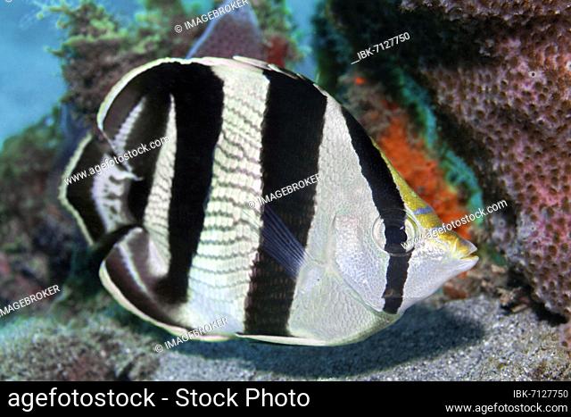 Banded butterflyfish (Chaetodon striatus), Caribbean Sea near Maria la Gorda, Pinar del Río Province, Caribbean, Cuba, Central America