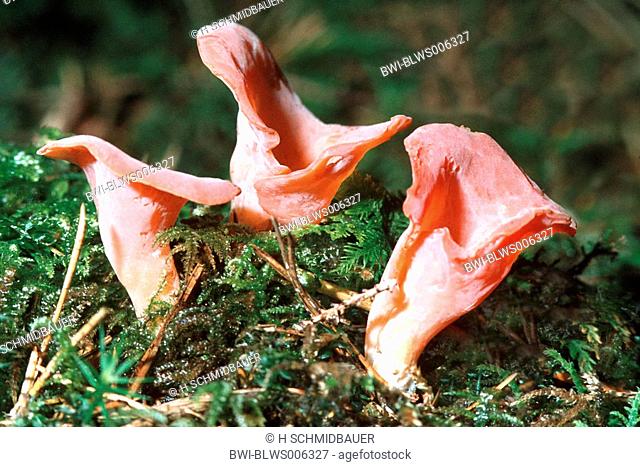 mushroom Guepinia rufa, Guepinia helvelloides, Tremiscus helvelloides, fruiting bodies