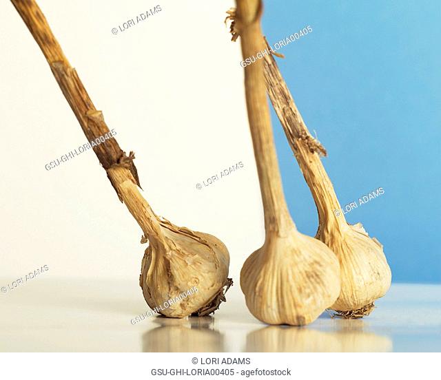 Three Stalks of Garlic against White and Light Blue Background