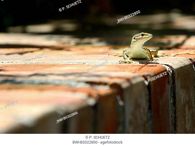 Italian wall lizard, ruin lizard, European wall lizard (Podarcis sicula, Lacerta sicula), sitting on wall, Italy, Calabrien, Tropea