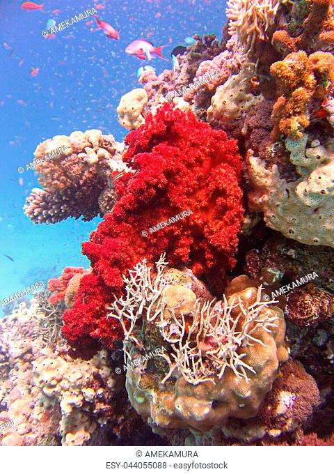 Underwater photo, a view of the Dichotomy fire coral and fish in the Red Sea in Israel