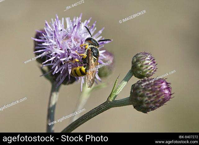 Common wasp (Vespula vulgaris) on thistle blossom, Emsland, Lower Saxony, Germany, Europe