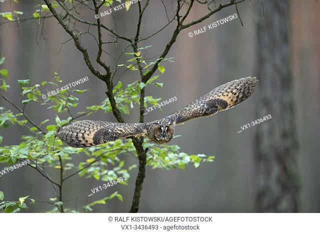 Indian Eagle-Owl / Rock Eagle-Owl ( Bubo bengalensis ) in flight, dynamic frontal shot, very detailed, bright eyes.