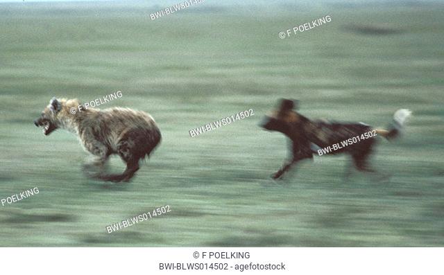 wild dog prosecuting spotted hyena Lycaon pictus, spotted hyena, two running individuals, Kenya, Masai Mara Wildlife Reservation