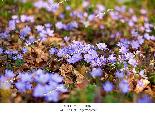 Hepatica liverleaf, American liverwort (Hepatica nobilis, Anemone hepatica), many flowering American liverworts, Germany, Bavaria, Oberpfalz