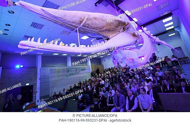 16 January 2019, Hessen, Gießen: The skeleton of a sperm whale that died three years ago in the North Sea off Helgoland is presented in the lecture hall of the...