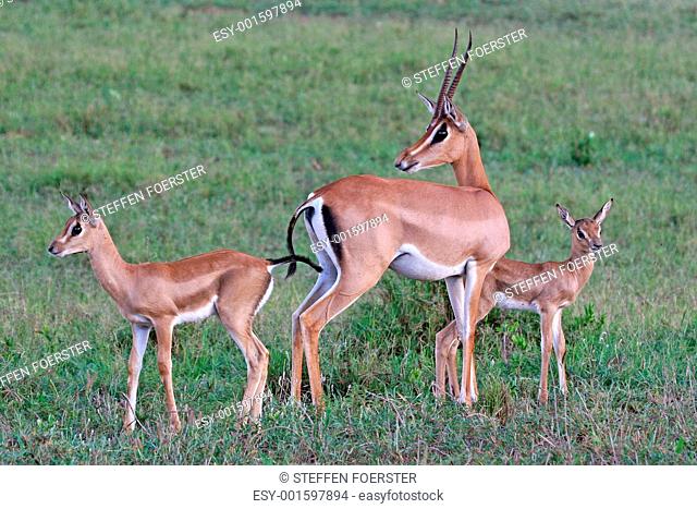 grant gazelle twins