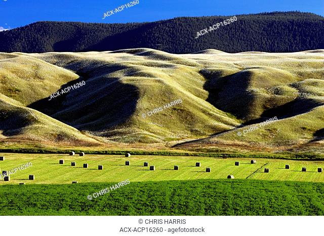 Hay field on the Gang Ranch, Chilcotin region of central British Columbia, Canada