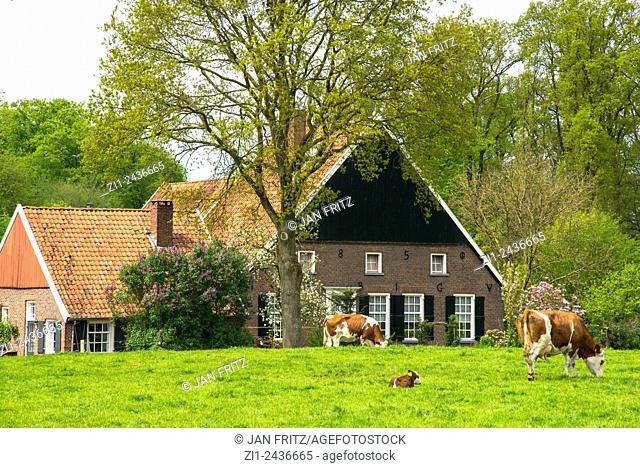 traditional farm and brown and white cows in eastern holland