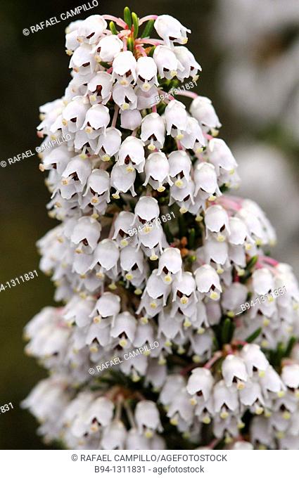 Tree heat flowers. Erica arborea. Family Ericaceae. Torrelles de Llobregat. Barcelona. Catalonia. Spain