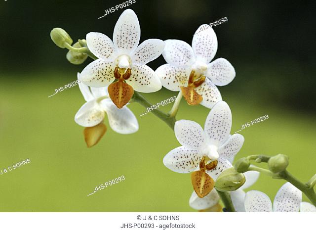 Orchid , Phalaenopsis , Mini Mark , Germany , Europe , bloom