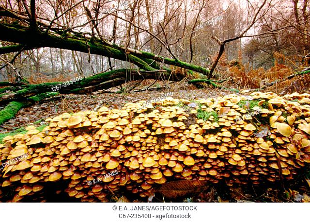 Fungi (Galerina mutabilis)