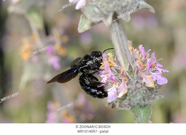 Carpenter bee, Xylocopa violacea