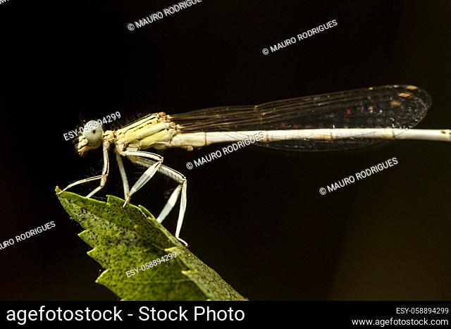Close up view of the beautiful White Featherleg (Platycnemis latipes) damselfly insect