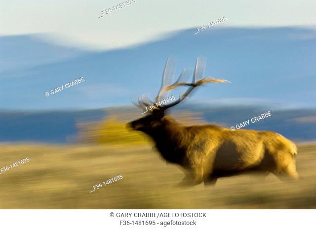 Bull Elk running through grass field, Grand Teton National Park, Wyoming