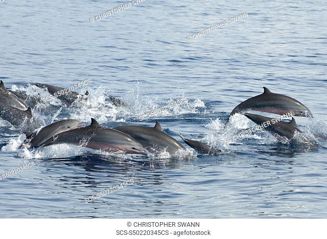 Fraser's dolphin Lagenodelphis hosei Tightly bunched Fraser's dolphins traveling at speed Eastern Caribbean