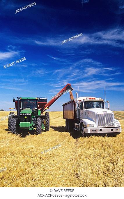 a grain wagon loads a farm truck with spring wheat during harvest, near Somerset, Manitoba, Canada
