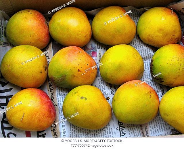 Alphonso mangoes  Mangifera indica L  - Anacardiaceae  The flesh of a mango is peachlike and juicy, with more or less numerous fibers radiating from the husk of...