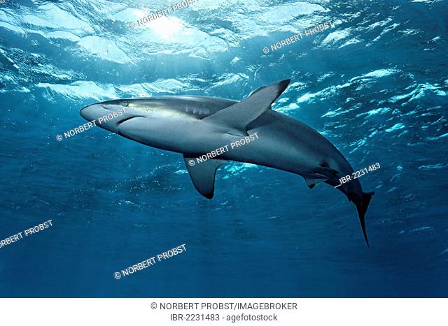 Silky shark (Carcharhinus falciformis) swimming just below the ocean's surface, backlit, Republic of Cuba, Caribbean, Caribbean Sea, Central America