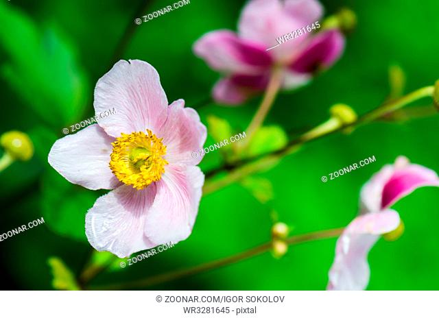 Pale pink flower Japanese anemone, close-up. Note: Shallow depth of field