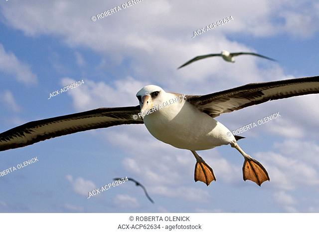 Laysan albatross (Phoebastria immutabilis), in flight, Sand Island, Midway Atoll National Wildlife Refuge, Northwest Hawaiian Islands