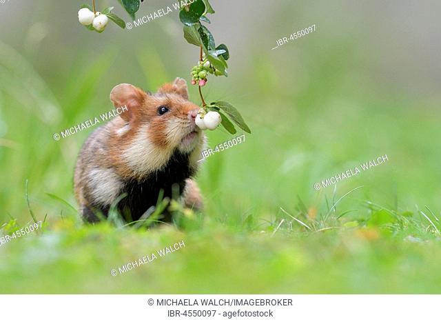 European hamster (Cricetus cricetus), young animal smelling snowberry, Austria