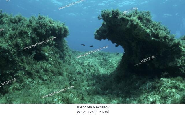 Rocky seabed covered with Brown Seaweed (Cystoseira). Mediterranean underwater seascape. Mediterranean Sea, Cyprus