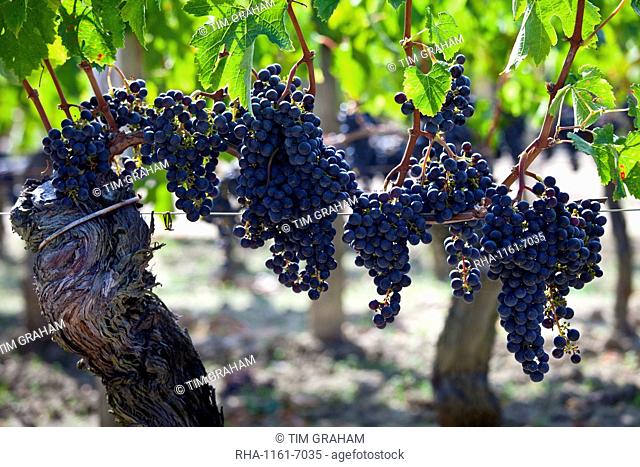 Ripe Merlot grapes at the famous Chateau Petrus wine estate at Pomerol in the Bordeaux region of France