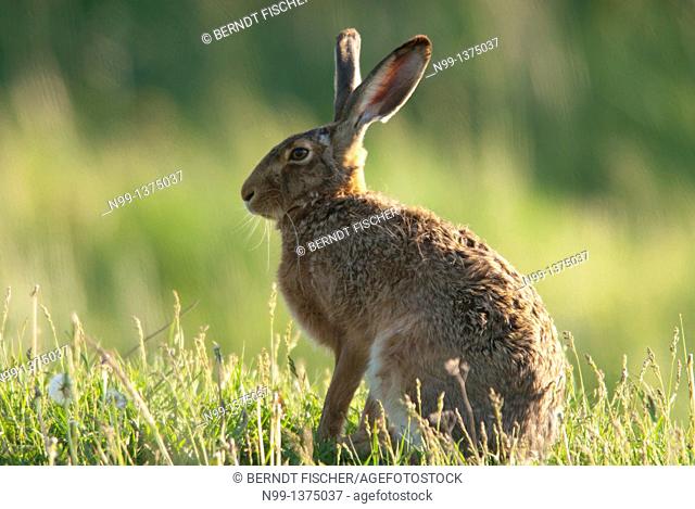 European brown hare Lepus capensis europaeus, sitting in grassland, spring, Hungary