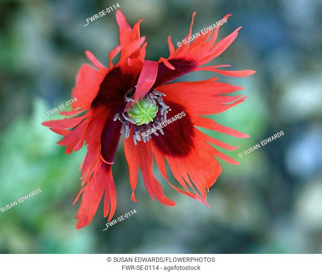 Poppy, Opium Poppy, Papaver somniferum 'Pepperbox', A single red fringed flower