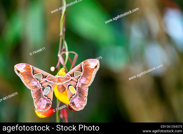 Dorsal view of colorful Giant Atlas Moth (Attacus atlas) with open wings on flower