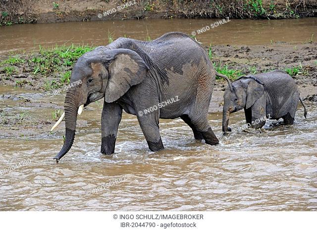 African Bush Elephant or African Savanna Elephant (Loxodonta africana), adult female with young crossing the Mara River, Masai Mara, Kenya, East Africa, Africa