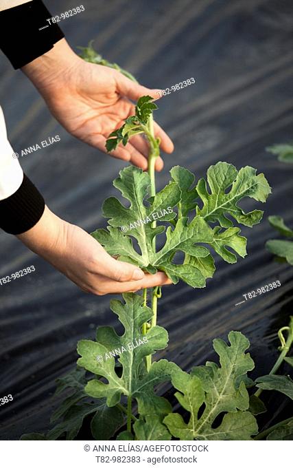 desandías planting greenhouse in El Ejido, Almeria, siembra desandías de invernadero en El Ejido, Almeria