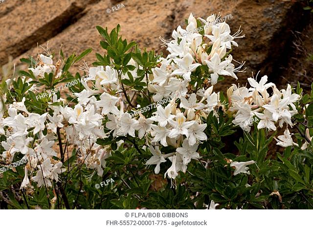 Western Azalea Rhododendron occidentale flowering, Klamath Mountains, Northern California, U S A , july