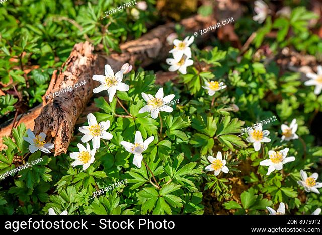 Anemone flowers in daylight in the spring