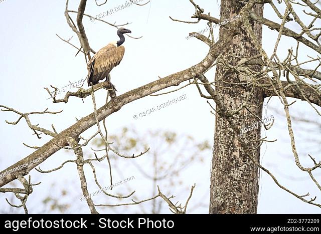 Slender-billed Vulture (Gyps tenuirostris) perched on branch. This species has been listed as Critically Endangered on the IUCN Red List. Nepal