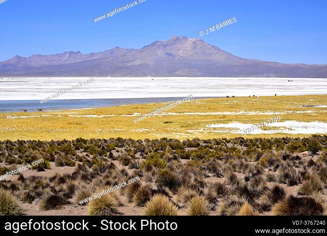 Salar de Surire Natural Monument. In the foreground paja brava (Festuca orthophylla). Norte Grande de Chile