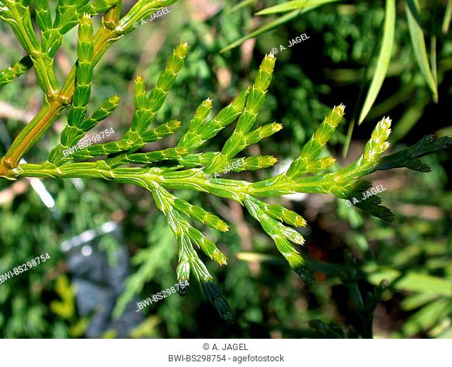 Taiwan Incense-cedar, Taiwan white cedar (Calocedrus formosana, Calocedrus macrolepis var. formosana ), branch