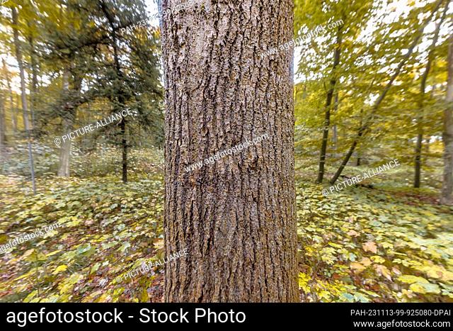 PRODUCTION - 01 November 2023, Schleswig-Holstein, Reinfeld In Holstein: An ash tree stands in a deciduous forest. Ash trees are coveted and ecologically...